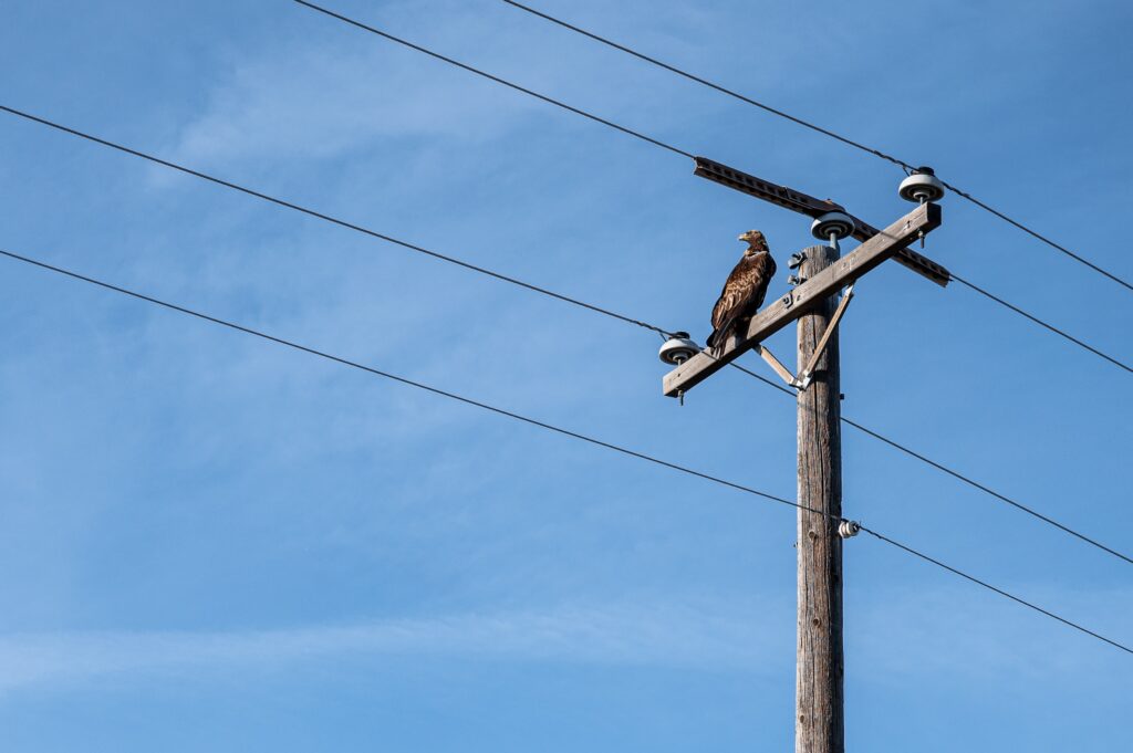 La aplicación del fusible de corte en la transmisión de energía.